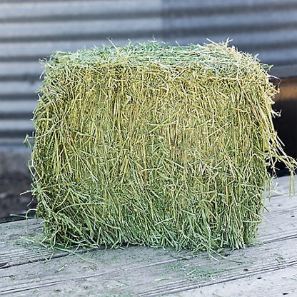 Standlee Premium Western Forage Premium Alfalfa Grab and Go Compressed Hay Bale, 50 lb.