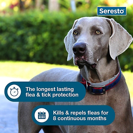 Seresto Large Dog Vet-Recommended Flea and Tick Treatment and Prevention Collar for Dogs Over 18 lb., 8 Months Protection