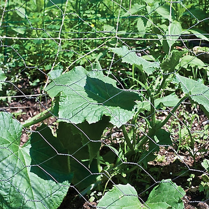 Garden Zone 72in H x 150ft : Chicken Wire with 2in Openings