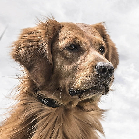 SportDOG YardTrainer 100S Remote Trainer for Stubborn Dogs, 100 yd. Range, for Dogs 8 lb. or Larger, Neck