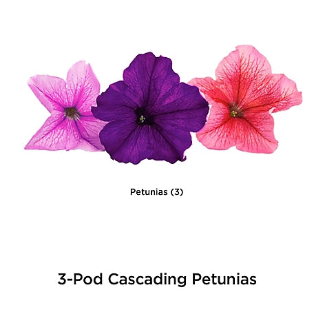 AeroGarden Cascading Petunia Flower Seed Pod Kit, 3 Pods