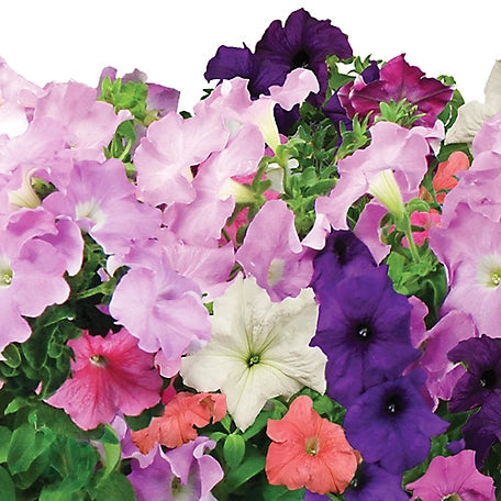 AeroGarden Cascading Petunia Flower Seed Pod Kit, 3 Pods