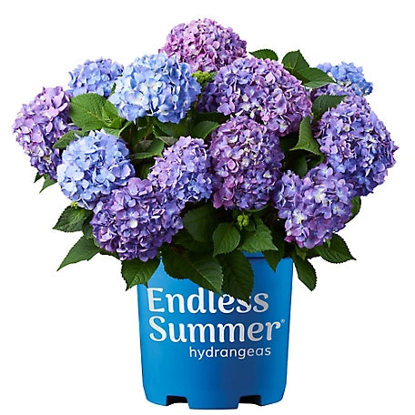 Endless Summer 1 gal. Bloomstruck Hydrangea Shrub