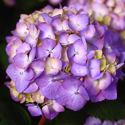 Endless Summer 1 gal. Bloomstruck Hydrangea Shrub