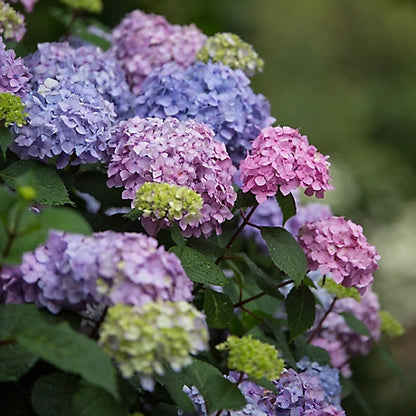 Endless Summer 1 gal. Bloomstruck Hydrangea Shrub