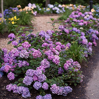 Endless Summer 1 gal. Bloomstruck Hydrangea Shrub