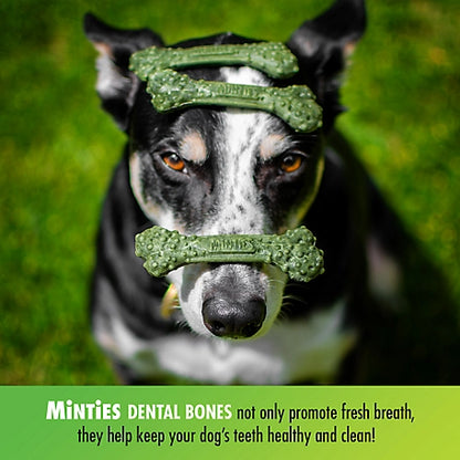 Minties Dental Bone Tiny/Small Dog Treats, 16 oz