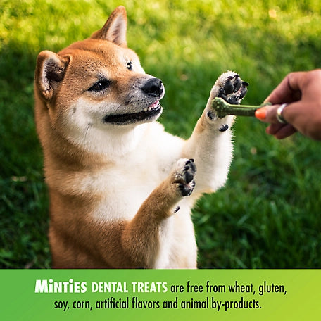 Minties Dental Bone Tiny/Small Dog Treats, 16 oz