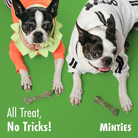 Minties Dental Bone Tiny/Small Dog Treats, 16 oz